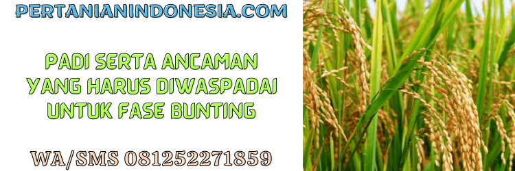 ancaman,budidaya,budidaya padi,fase bunting,petani,pertanian indonesia